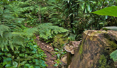 Red Cedar Loop - Darwin Holiday 1