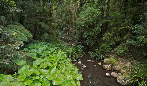 Brindle Creek Picnic Area - Darwin Holiday 1