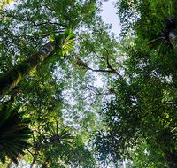Botanic walk - Darwin Holiday
