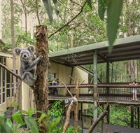 Daisy Hill Koala Centre - Darwin Holiday