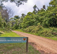 Antarctic Beech picnic area - Darwin Holiday