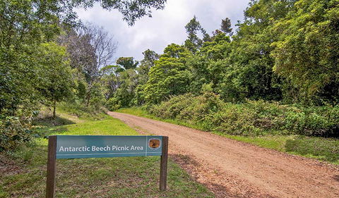 Antarctic Beech Picnic Area - Darwin Holiday 0