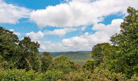 Antarctic Beech Picnic Area - Darwin Holiday 2