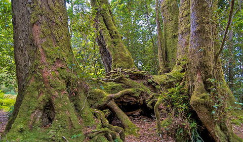 Antarctic Beech Picnic Area - Darwin Holiday 3