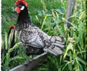 Merry Maidens Veggies - Darwin Holiday 0