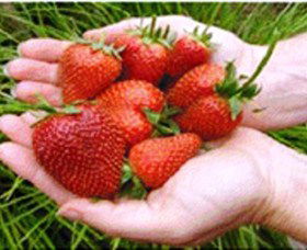 Merry Maidens Veggies - Darwin Holiday 1