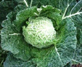 Merry Maidens Veggies - Darwin Holiday 2