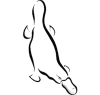 Platypus Gallery - Darwin Holiday