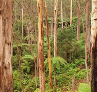 Cycle Mogo State Forest - Darwin Holiday