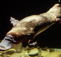 Platypus Pool - Darwin Holiday