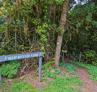 Falcorostrum loop walking track - Darwin Holiday