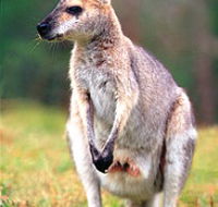 Venman Bushland National Park - Darwin Holiday