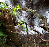 Mogo Bushwalk - Darwin Holiday