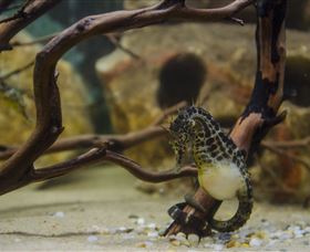 Irukandji Shark And Ray Encounters - Darwin Holiday 2