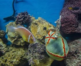 Irukandji Shark And Ray Encounters - Darwin Holiday 6