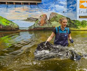Irukandji Shark And Ray Encounters - Darwin Holiday 7
