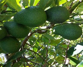 The Avocado Farm - Darwin Holiday 6