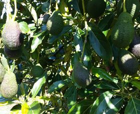 The Avocado Farm - Darwin Holiday 7