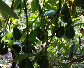 The Avocado Farm - Darwin Holiday 5