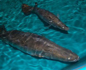 Cookabarra Restaurant And Function Centre - Tailor Made Fish Farms - Darwin Holiday 7