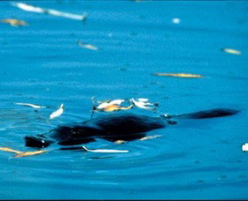 Bombala Platypus Reserve - Darwin Holiday 2