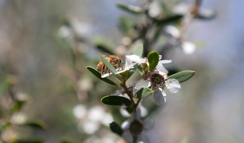 Murramarang Aboriginal Area - Darwin Holiday 2