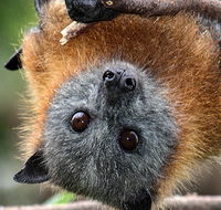 Wingham Brush Nature Reserve - Darwin Holiday