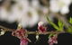 Fruit Salad Tree Company - thumb 1