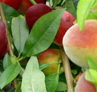 Fruit Salad Tree Company - Darwin Holiday