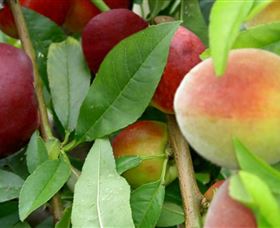 Fruit Salad Tree Company - Darwin Holiday 0