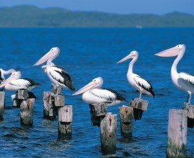 Walpole-Nornalup Inlets - Darwin Holiday 1