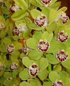 Tinonee Orchid Nursery - Darwin Holiday 1