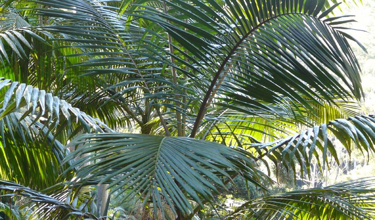 Brooklana NSW Darwin Holiday