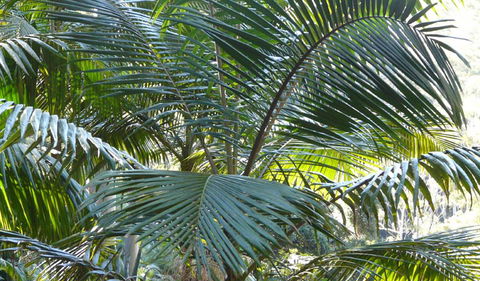 Bangalore Falls Walking Track - Darwin Holiday 0