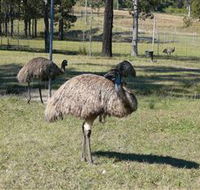 Glen Ian Ostrich and Emu Farm - Darwin Holiday