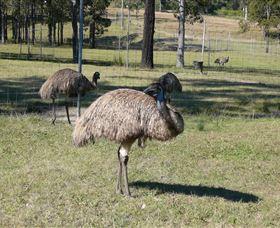 Glen Ian Ostrich And Emu Farm - Darwin Holiday 0