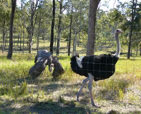 Glen Ian Ostrich And Emu Farm - Darwin Holiday 2