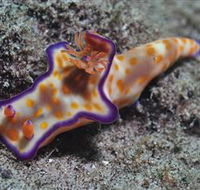 Curtain Artificial Reef Dive Site - Darwin Holiday