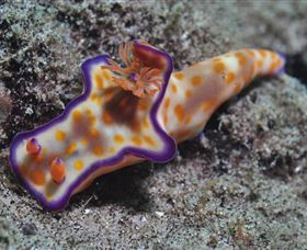 Curtain Artificial Reef Dive Site - Darwin Holiday 0