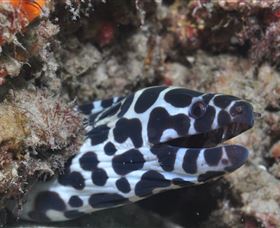 Curtain Artificial Reef Dive Site - Darwin Holiday 2