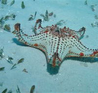 The Pines Dive Site - Darwin Holiday