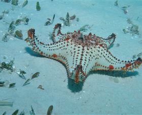 The Pines Dive Site - Darwin Holiday 0