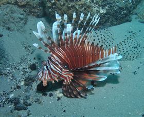 The Pines Dive Site - Darwin Holiday 1
