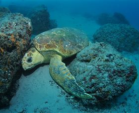 The Pines Dive Site - Darwin Holiday 3