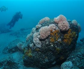 The Pines Dive Site - Darwin Holiday 2