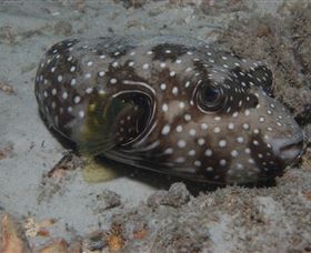 Tangalooma Wrecks Dive Site - Darwin Holiday 2