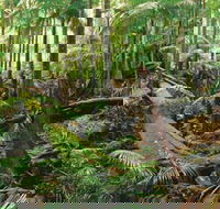 Wollumbin-Mount Warning National Park - Darwin Holiday