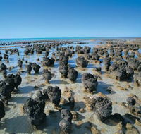 Hamelin Pool Stromatolites - Darwin Holiday
