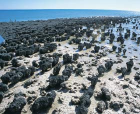 Hamelin Pool Stromatolites - Darwin Holiday 1