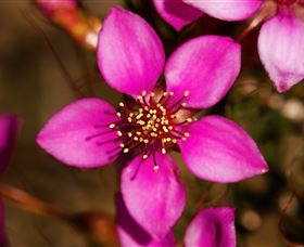 Flora - Darwin Holiday 0